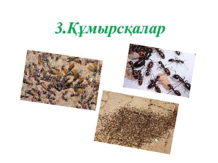 3. Құмырсқалар 