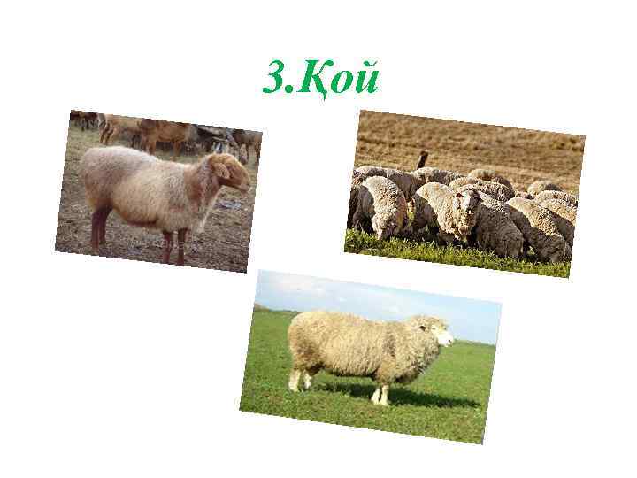 3. Қой 