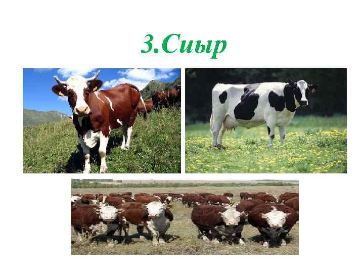 3. Сиыр 