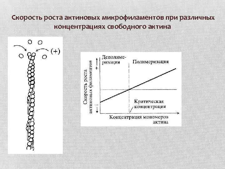  Скорость роста актиновых микрофиламентов при различных концентрациях свободного актина 