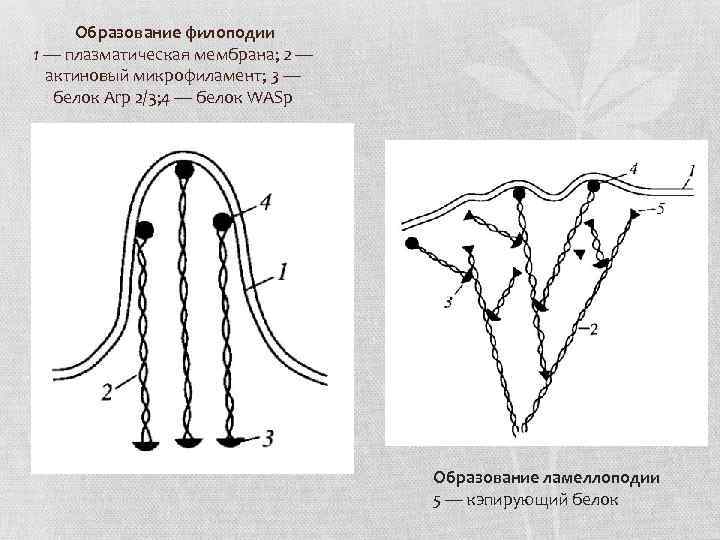  Образование филоподии 1 — плазматическая мембрана; 2 — актиновый микрофиламент; 3 — белок