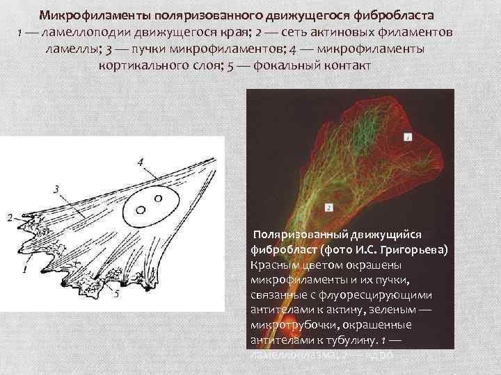  Микрофиламенты поляризованного движущегося фибробласта 1 — ламеллоподии движущегося края; 2 — сеть актиновых