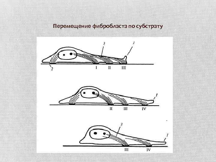 Перемещение фибробласта по субстрату 