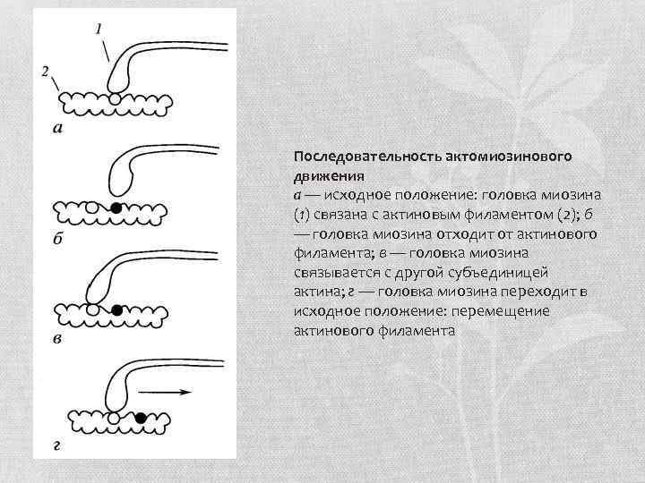 Последовательность актомиозинового движения а — исходное положение: головка миозина (1) связана с актиновым филаментом