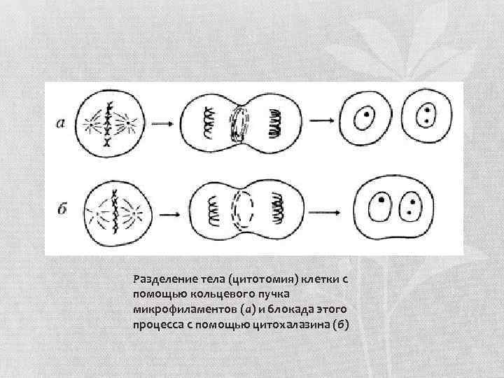 Разделение тела (цитотомия) клетки с помощью кольцевого пучка микрофиламентов (а) и блокада этого процесса