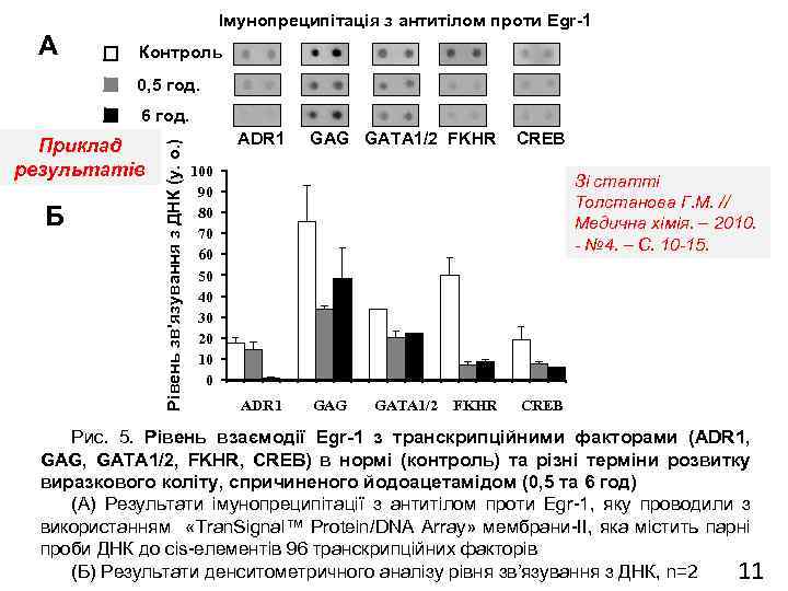 Імунопреципітація з антитілом проти Egr-1 А Контроль 0, 5 год. Приклад результатів Б Рівень