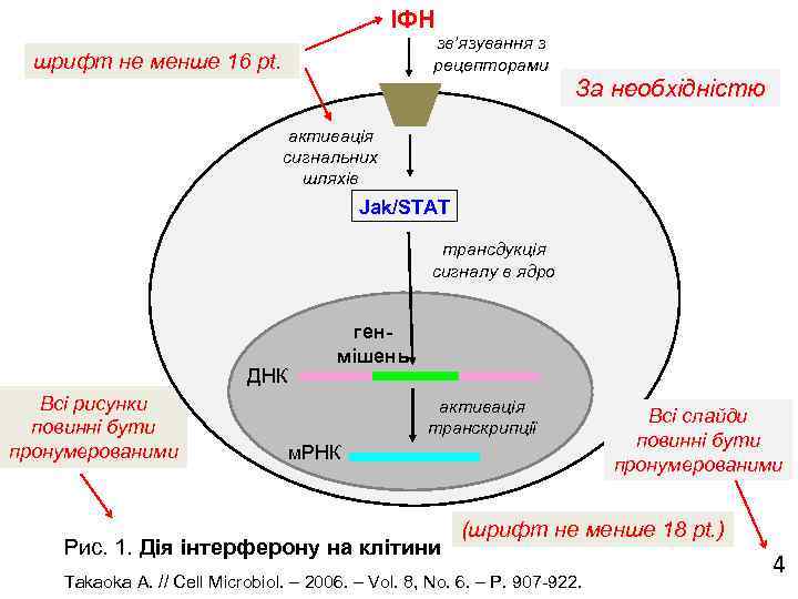 ІФН зв’язування з рецепторами шрифт не менше 16 pt. За необхідністю активація сигнальних шляхів