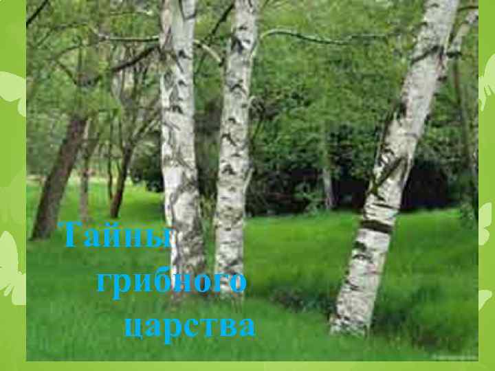 Тайны грибного царства 