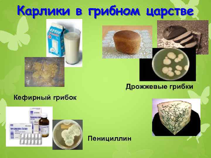 Карлики в грибном царстве Кефирный грибок Пенициллин 