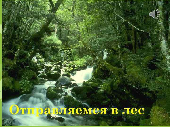 Отправляемся в лес 