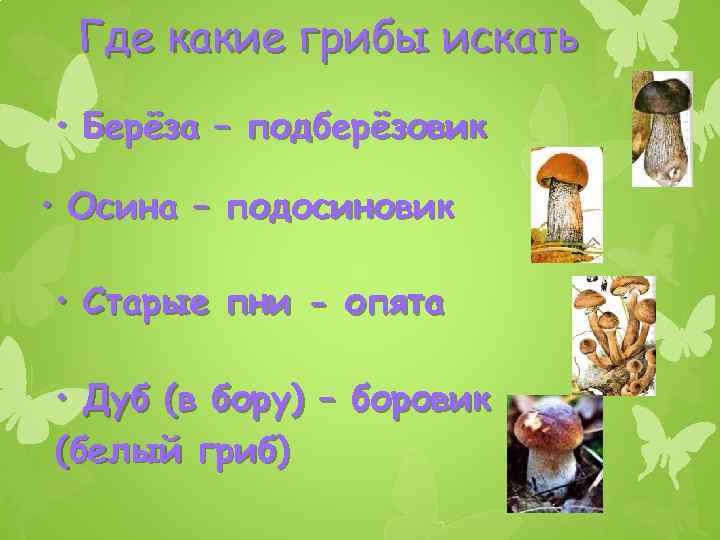 Где какие грибы искать • Берёза – подберёзовик • Осина – подосиновик • Старые