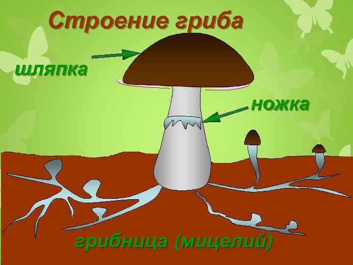 Строение гриба шляпка ножка грибница (мицелий) 
