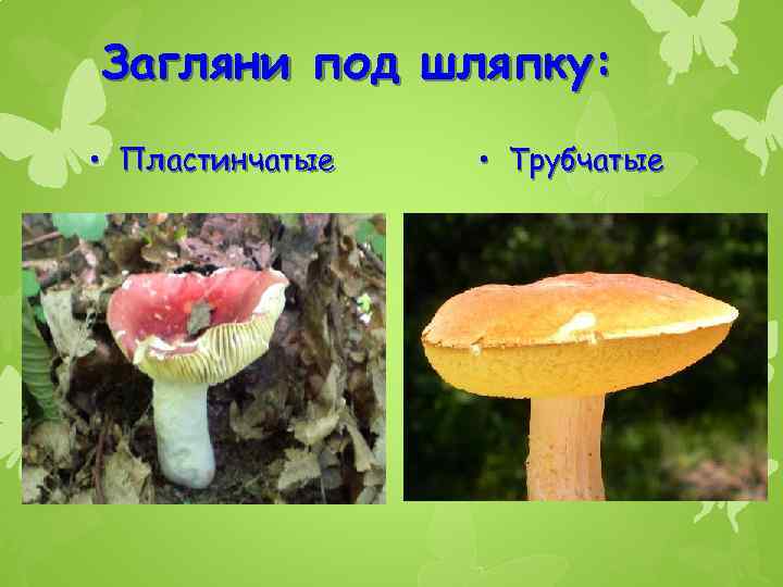 Загляни под шляпку: • Пластинчатые • Трубчатые 