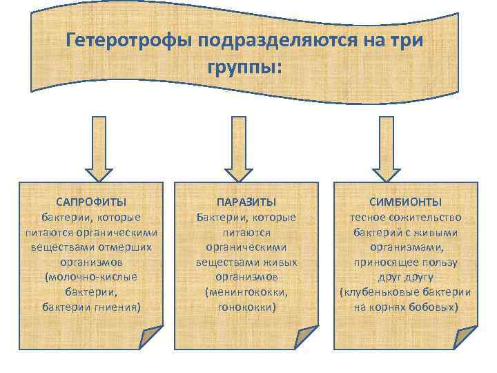 Гетеротрофы это 5 класс