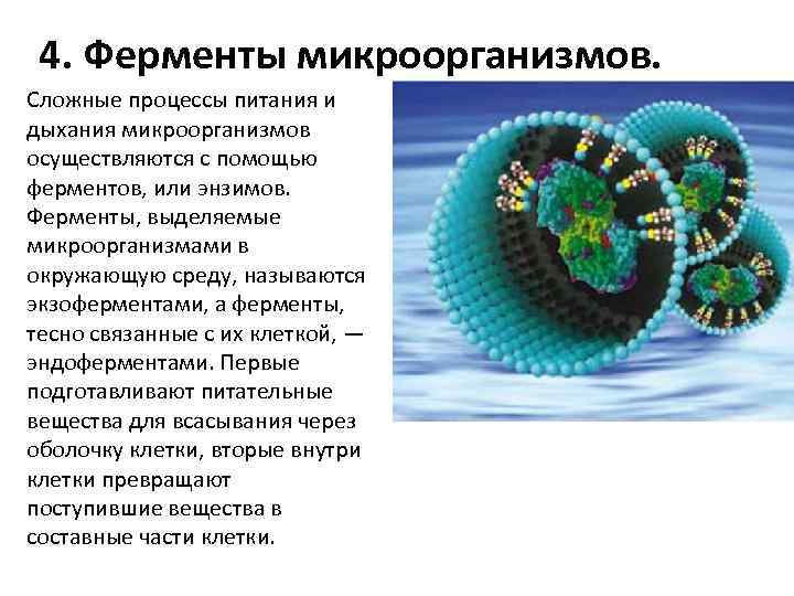 Процессы микроорганизмов