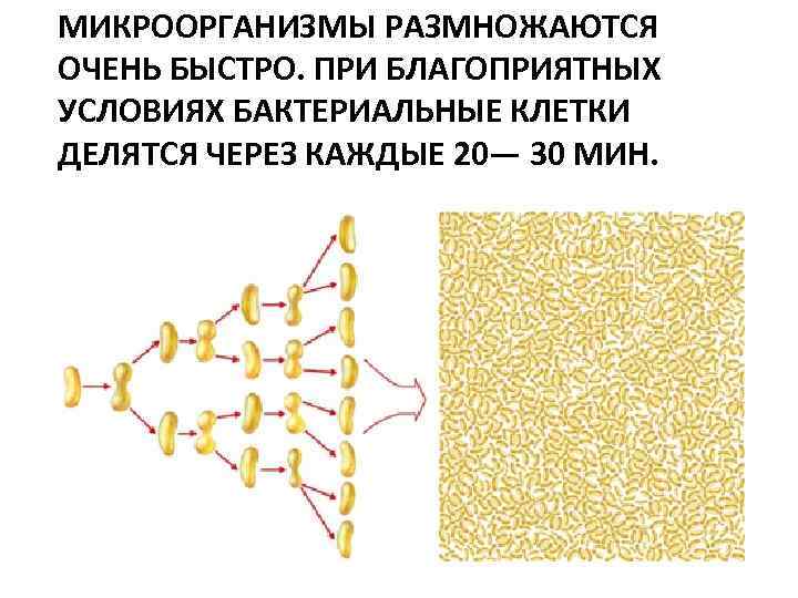 МИКРООРГАНИЗМЫ РАЗМНОЖАЮТСЯ ОЧЕНЬ БЫСТРО. ПРИ БЛАГОПРИЯТНЫХ УСЛОВИЯХ БАКТЕРИАЛЬНЫЕ КЛЕТКИ ДЕЛЯТСЯ ЧЕРЕЗ КАЖДЫЕ 20— 30