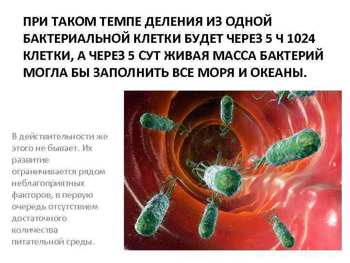 ПРИ ТАКОМ ТЕМПЕ ДЕЛЕНИЯ ИЗ ОДНОЙ БАКТЕРИАЛЬНОЙ КЛЕТКИ БУДЕТ ЧЕРЕЗ 5 Ч 1024 КЛЕТКИ,