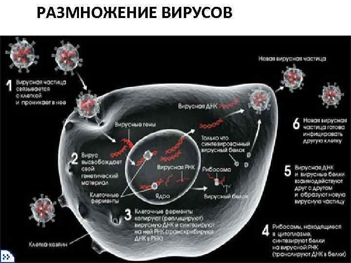 РАЗМНОЖЕНИЕ ВИРУСОВ 