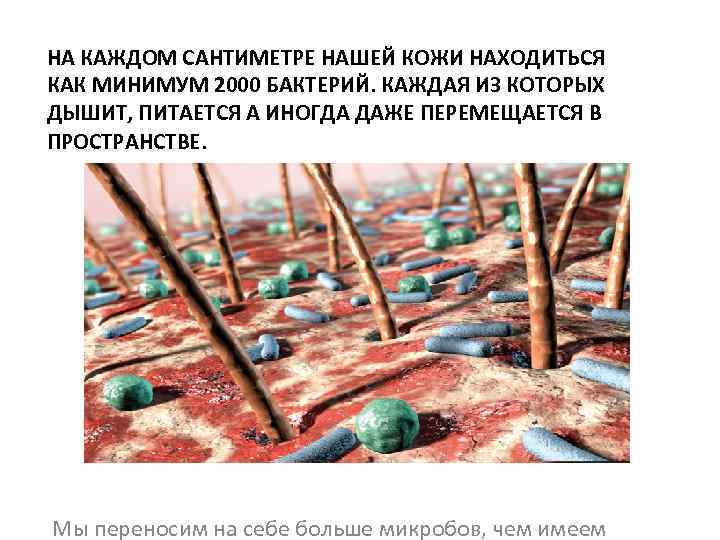 НА КАЖДОМ САНТИМЕТРЕ НАШЕЙ КОЖИ НАХОДИТЬСЯ КАК МИНИМУМ 2000 БАКТЕРИЙ. КАЖДАЯ ИЗ КОТОРЫХ ДЫШИТ,