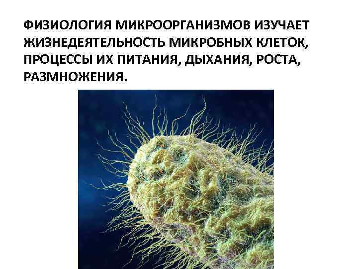 ФИЗИОЛОГИЯ МИКРООРГАНИЗМОВ ИЗУЧАЕТ ЖИЗНЕДЕЯТЕЛЬНОСТЬ МИКРОБНЫХ КЛЕТОК, ПРОЦЕССЫ ИХ ПИТАНИЯ, ДЫХАНИЯ, РОСТА, РАЗМНОЖЕНИЯ. 