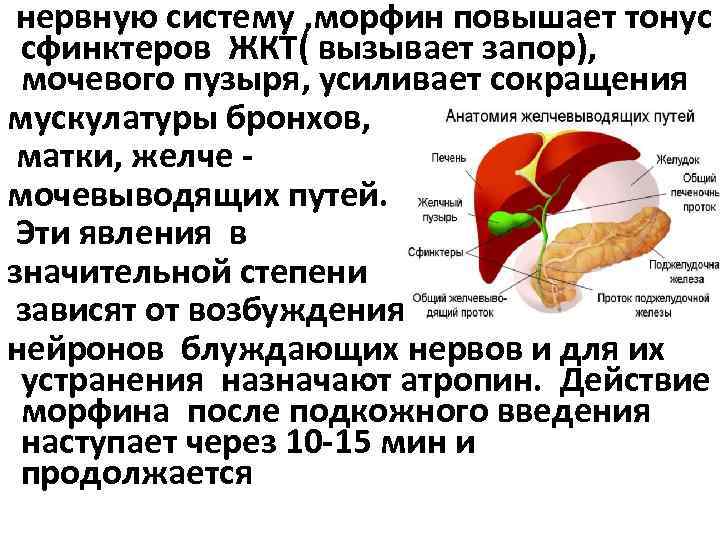нервную систему , морфин повышает тонус сфинктеров ЖКТ( вызывает запор), мочевого пузыря, усиливает сокращения