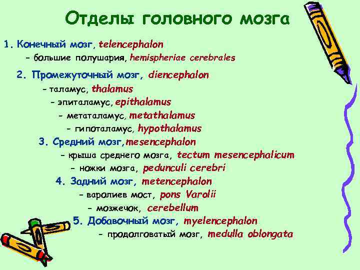 Отделы головного мозга 1. Конечный мозг, telencephalon - большие полушария, hemispheriae cerebrales 2. Промежуточный