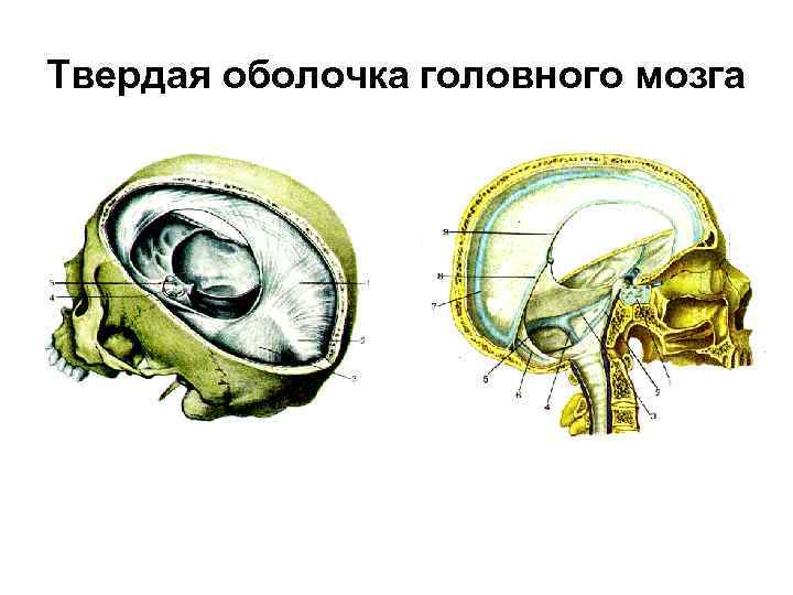 Твердая оболочка головного мозга 