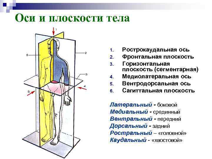 Горизонтальная плоскость тела