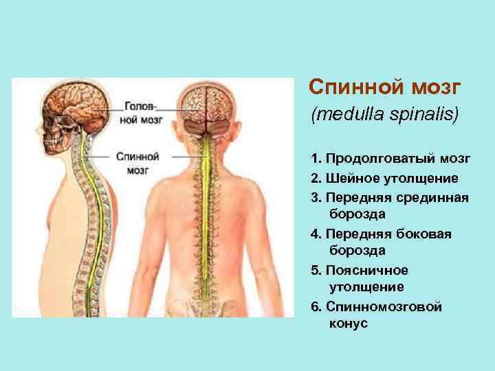 Спинной мозг (medulla spinalis) 1. Продолговатый мозг 2. Шейное утолщение 3. Передняя срединная борозда
