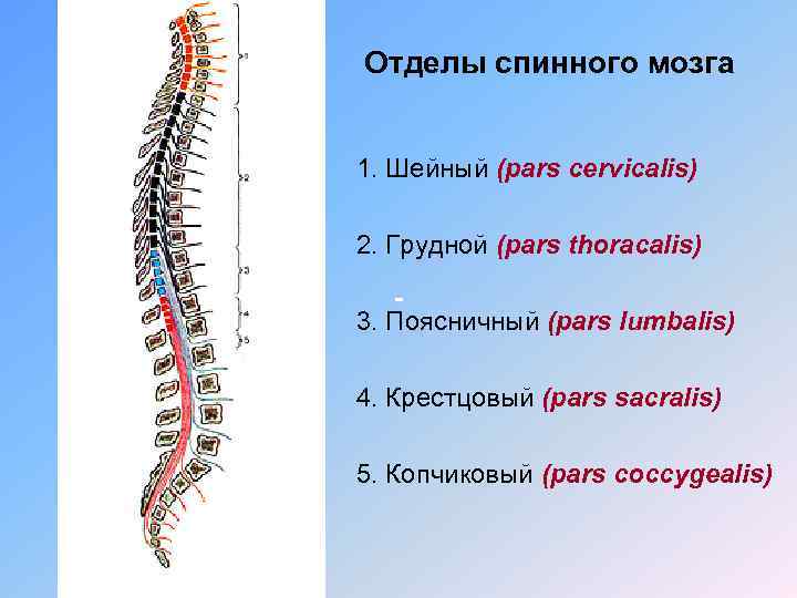 Назовите отделы спинного мозга