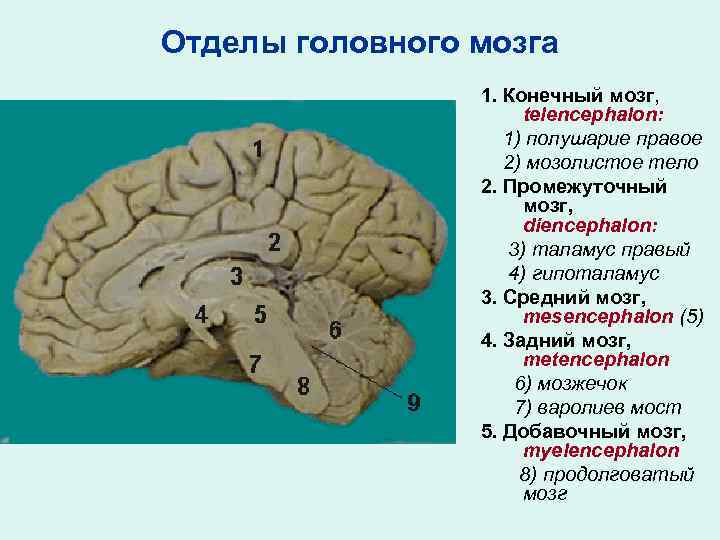 Большое полушарие мозолистое тело мост гипоталамус. Отделы головного мозга мозолистое тело.