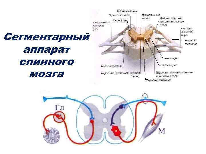 Топография спинного мозга