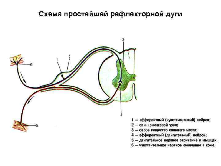 Участки рефлекторной дуги. Рефлекс. Общая схема строения рефлекторной дуги. Схема рефлекторной дуги соматического рефлекса. Схема простой рефлекторной дуги анатомия. Схема сложной рефлекторной дуги соматического рефлекса.