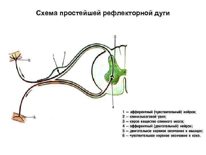 Элементы соматической рефлекторной дуги. Рефлекс. Общая схема строения рефлекторной дуги. Схема рефлекторной дуги моносинаптического рефлекса. Схема рефлекторной дуги соматического рефлекса.