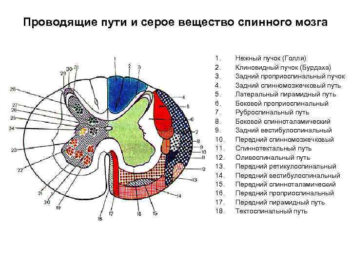 Проводимые пути спинного мозга. Схема проводящих путей спинного. Проводящие пути спинного мозга анатомия схема. Проводящие пути спинного мозга схема ядра. Боковые канатики спинного мозга проводящие пути.