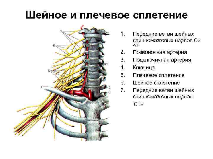 Шейное и плечевое сплетение 1. Передние ветви шейных спинномозговых нервов СV -VIII 2. 3.