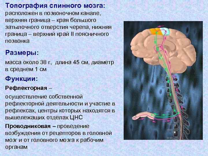 Головной и спинной мозг имеет. Спинной мозг топография строение функции. Наружное строение спинного мозга. Топография спинного мозга кратко. Топография форма и строение спинного мозга.