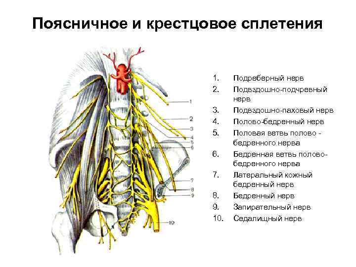 Поясничное и крестцовое сплетения 1. 2. 3. 4. 5. 6. 7. 8. 9. 10.