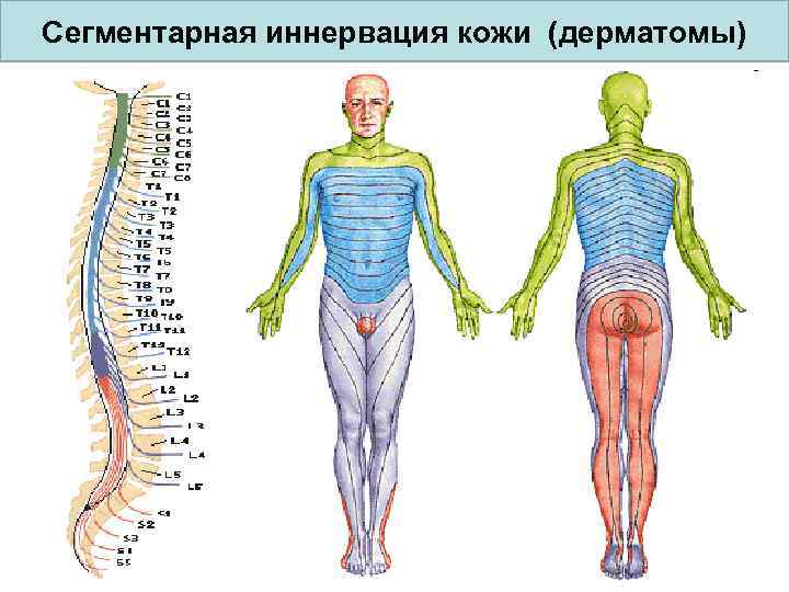 Сегментарная иннервация кожи (дерматомы) 