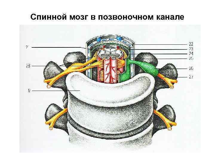 Спинной мозг в позвоночном канале рисунок 123