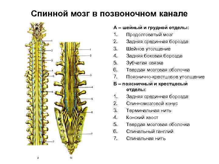 Спинной мозг в позвоночном канале А – шейный и грудной отделы: 1. Продолговатый мозг