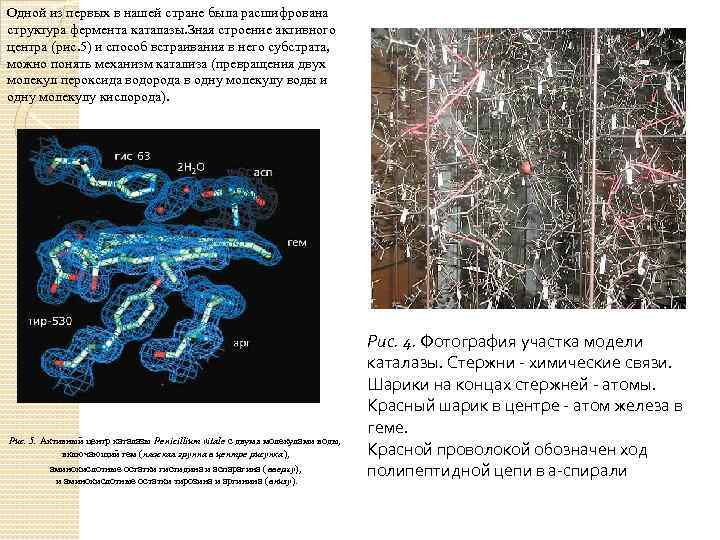 Одной из первых в нашей стране была расшифрована структура фермента каталазы. Зная строение активного