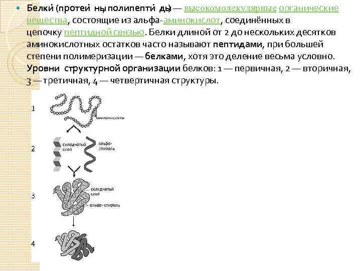  Белки (протеи ны , полипепти ды ) — высокомолекулярные органические вещества, состоящие из