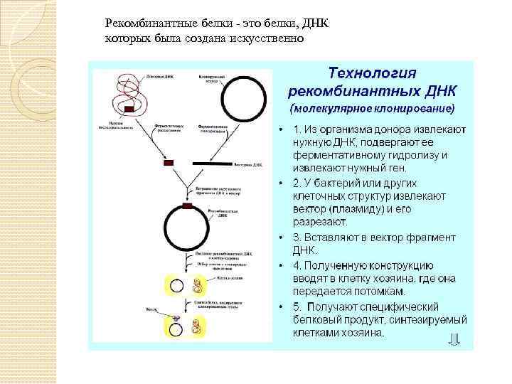 Рекомбинантные белки - это белки, ДНК которых была создана искусственно 