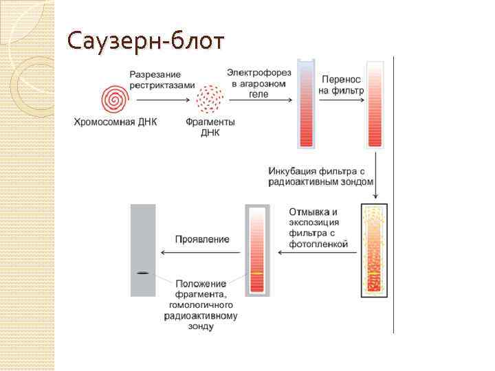 Саузерн-блот 