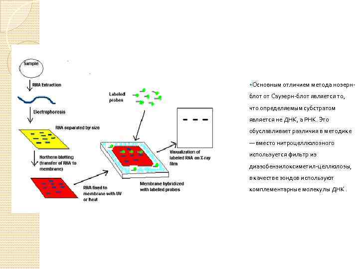 Блот правила. Саузерн блоттинг (от англ. Southern blot). Нозерн-блоттинг метод в биохимии. Блоттинг нуклеиновых кислот. Блот гибридизация виды.