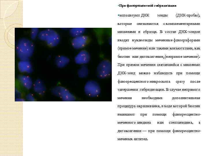  При флюоресцентной гибридизации используют ДНК зонды (ДНК-пробы), которые связываются с комплементарными мишенями в