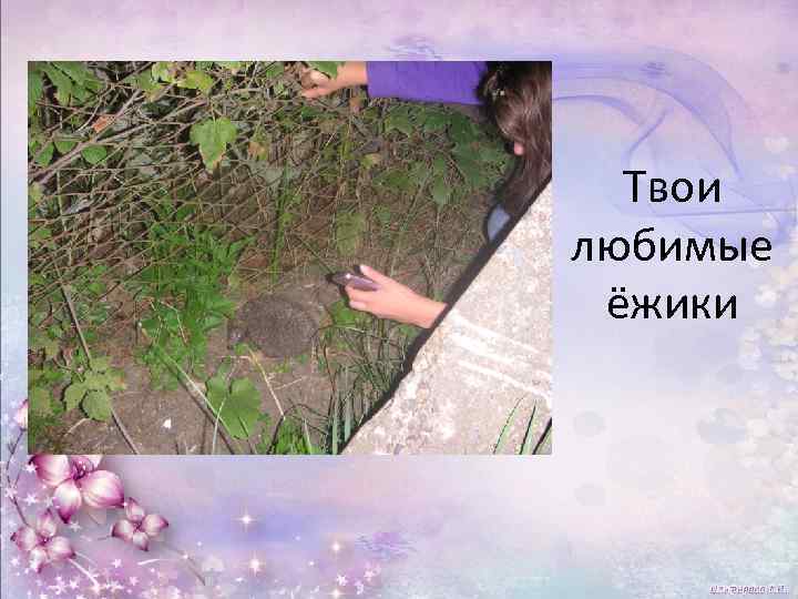 Твои любимые ёжики 