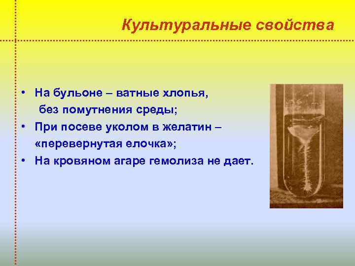 Культуральные свойства • На бульоне – ватные хлопья, без помутнения среды; • При посеве
