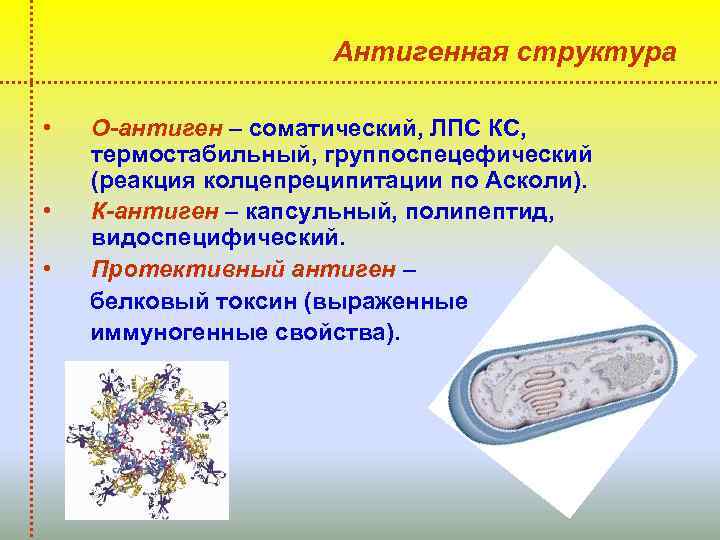 Антигенная структура • О-антиген – соматический, ЛПС КС, термостабильный, группоспецефический (реакция колцепреципитации по Асколи).